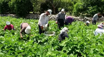 Çiftçiler bayrama denk gelen Dünya Çiftçiler Günü'nü tarlada karşıladı