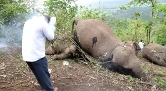 Son dakika... Hindistan'da yıldırım düşmesinin ardından 18 fil ölü bulundu