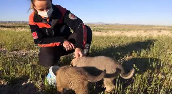 Kuyuya düşen 2 yavru köpek AFAD ekiplerince kurtarıldı