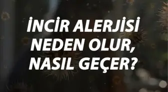 İncir Alerjisi Nedir, Neden Olur ve Nasıl Geçer? İncir Alerjisi Belirtileri ve Tedavisi Hakkında Bilgi