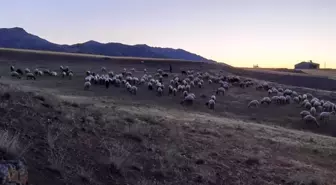 Kayıp sürü, jandarma tarafından drone ile bulundu