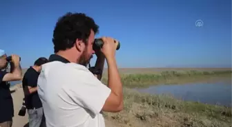 Kıyı balıkçılı kuşu, Türkiye'de ilk kez Hatay'da kayıt altına alındı