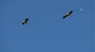 Muş Ovası, baharın gelmesiyle göç eden leylekleri ağırlamaya başladı