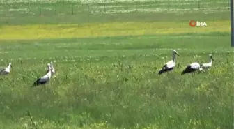 Son dakika haberi: - Muş Ovası'ndaki leyleklerden görsel şölen