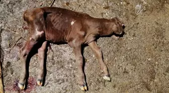 Tek gözlü dünyaya gelen buzağı şaşırttı