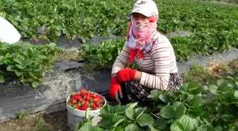 Batman'da devlet desteği ile oluşturulan çilek bahçeleri yüzlerce ailenin geçim kapısı oldu