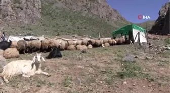 Berivanlar, Şırnak yaylalarında yılın ilk süt sağımına başladı