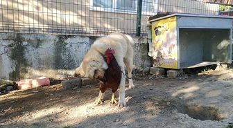 Köpek ve horozun arkadaşlığı görenleri gülümsetiyor