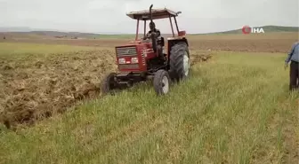 Kuraklık ürünleri yaktı, tarlalar otlak oldu