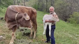 Böylesi ancak filmlerde olur! 1 inek kaybetti, üç gün sonra 2 tane buldu