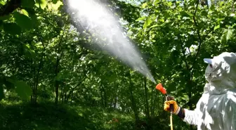 Fındıkta zararlılar ve hastalıkla mücadele için 600 bin bilgilendirme broşürü dağıtılacak