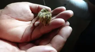 Gören dönüp bir daha bakıyor! 3 ayaklı olarak dünyaya geldi