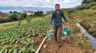 Kabak hasadı başladı, çiftçi fiyatlardan memnun