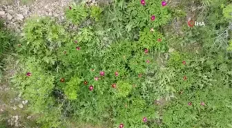 Sadece 15 gün ömrü olan cehrilik lalesi doğayı renklendirdi