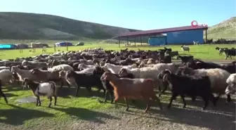 Yaylaya çıkan göçerler üretime başladı