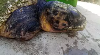 Son dakika haber... Daha önce yaralı bulunan caretta caretta'nın bu kez ölü bedenine ulaşıldı