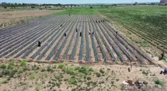 DİYARBAKIR - Kadınlar belediyenin sunduğu imkanla oluşturdukları bahçede çilek hasat ediyor