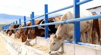 Yem fiyatları arttı, kurbanlık fiyatları yerinde saydı
