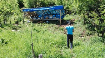 Ayı 15 kovanı parçaladı