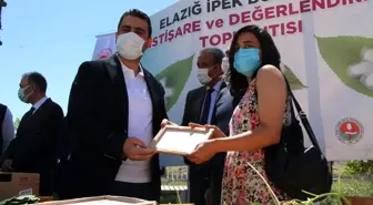 Elazığ'da ipek böcekçiliği yeniden canlanıyor