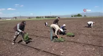 Muş'ta karpuz fideleri toprakla buluşturuluyor