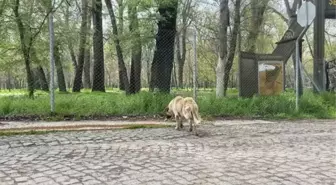 Salgın sürecinde sokağa terk edilen hayvan sayısı artıyor