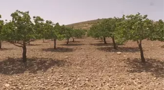 ŞANLIURFA - Antep fıstığının 'yok yılında' kalite kaybı beklenmiyor