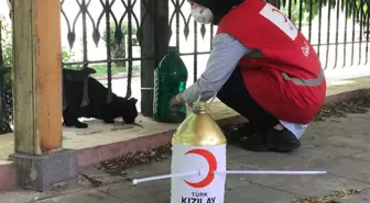 Kahramanmaraş'ta Kızılay gönüllüleri sokak hayvanlarını unutmuyor