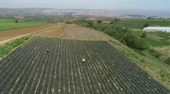 Bahçesine 'tadımlık' ektiği çileklere ilgi artınca 7 dönüm tarlada üretim yaparak girişimci oldu