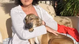 Köpeklerini zehirleyeni bulana 10 bin TL ödül verecek