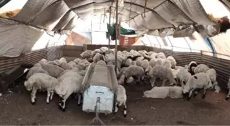 TUNCELİ'DE FIRTINADA AHIR YIKILDI, 5 KUZU TELEF OLDU