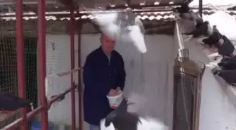 AFYONKARAHİSAR - Tarih öğretmeni 'kara sevdam' dediği güvercinlerine gözü gibi bakıyor