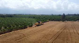 Dörtyol'da buğday hasadı sürüyor