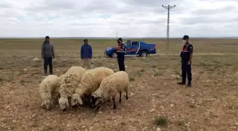 Son Dakika | Jandarma kayıp koyunları drone ile buldu