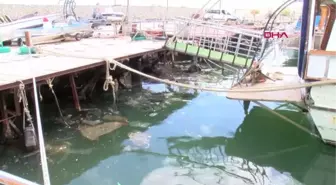 HATAY SAMANDAĞ SAHİLİNDEKİ KİRLİLİK DENİZ KAPLUMBAĞALARINI TEHDİT EDİYOR