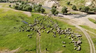 Muş'ta çadırlar kuruldu yaylalar şenlendi