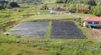 ZONGULDAK TARLADAYKEN ALICI BULAN OSMANLI ÇİLEĞİNDE HASAT BAŞLADI