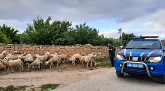 Son dakika... Kaybolan koyunları jandarma ekipleri buldu