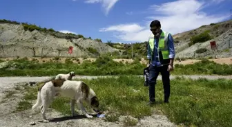 Osmangazi EDAŞ sokak hayvanları için 200 noktada 2 ton mama dağıttı