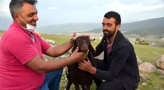 Sarıkamış'ta kaybolan kuzu küpe numarasından bulunarak sahibine teslim edildi