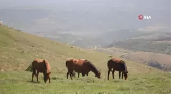 Yılkı atlarına hırsızlar dadandı