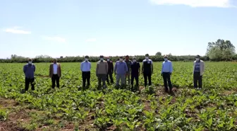 Son dakika haber... Çarşamba Ovası'nın şekeri yükseliyor