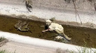 Kanala düşen yaralı köpek itfaiye ekiplerince kurtarıldı