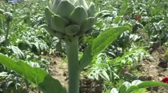 Meşhur Hasanağa enginarında hasat başladı