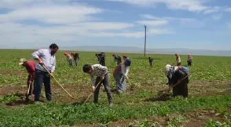 Tarım işçilerinin Muş Ovası'ndaki mesaisi başladı