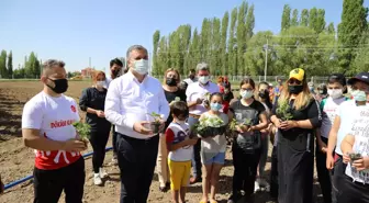 Çubuk'ta genç sporcular ihtiyaç sahipleri için sebze yetiştiriyor