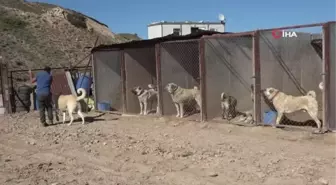 Kangal köpeği yetiştiricisi: ' 'Ben üreticiyim' diyen herkesin suç kayıtlarına bakılsın'