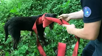 Kuyuya düşen sokak köpeği için seferber oldular