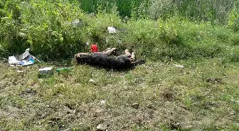 Son dakika... Manyas'ta sokak köpeğinin çuval içinde dövülerek öldürüldüğü iddiası