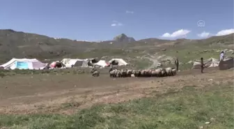 Muş ve Hakkari'nin huzurlu yaylaları göçerlerin vazgeçilmezi oldu (1)